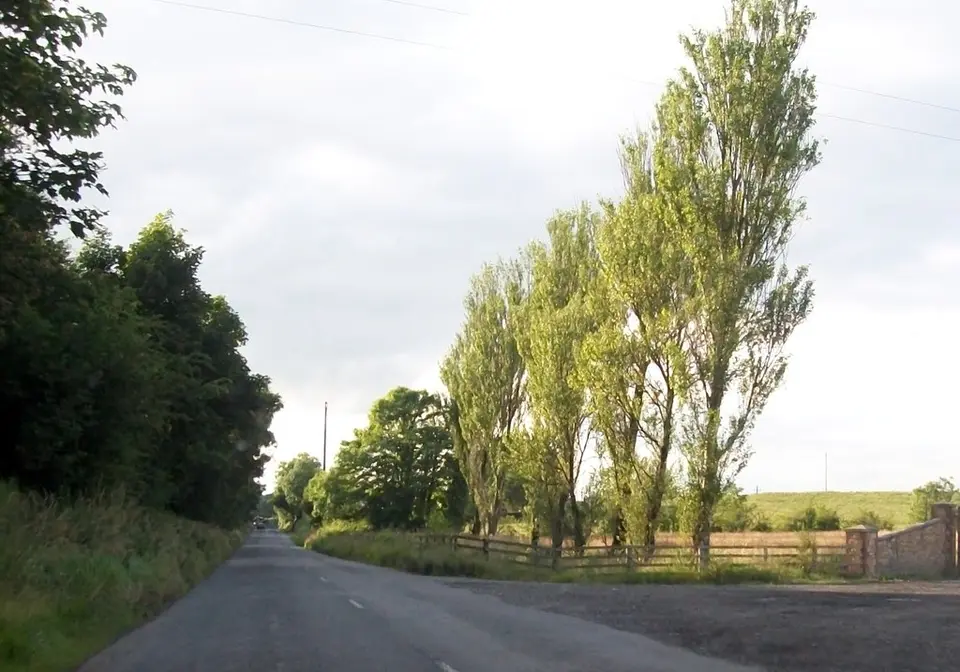 A tree-lined section of the R162 at Newcastle, Co Meath