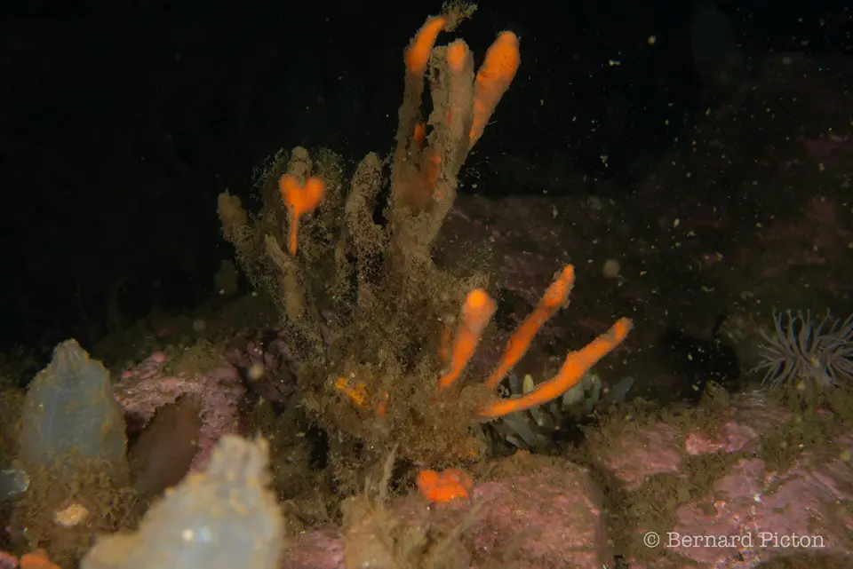 Shredded carrot sponge (Amphilectus fucorum). Donegal, IE.