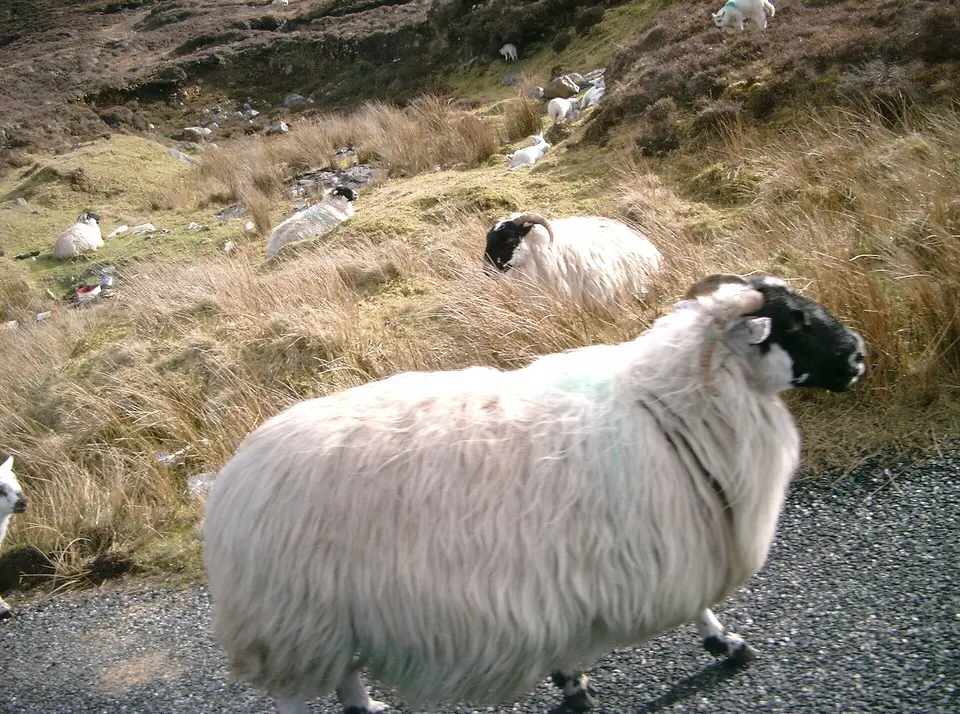 Sheep roaming on a road in Donegal, Ireland.
