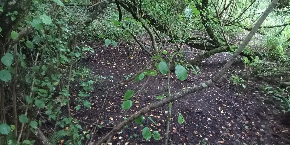 Area of St. Finan's Well 2