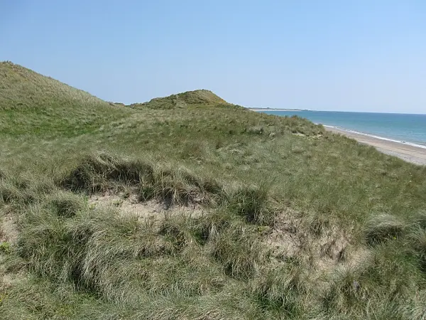 Ballteige Burrow The highest dune (14m) at Ballyteige Beach.