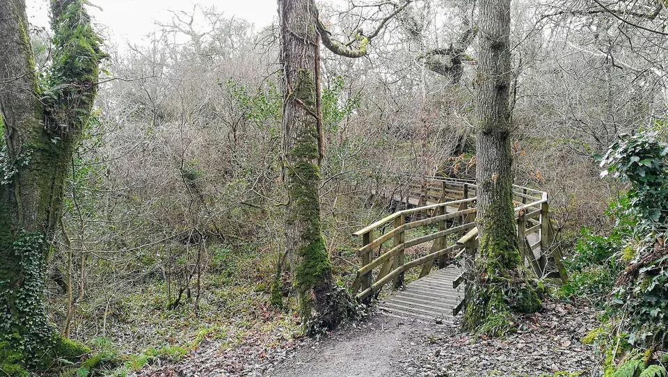 Ballyarr Woods walk, in Donegal, Ireland.