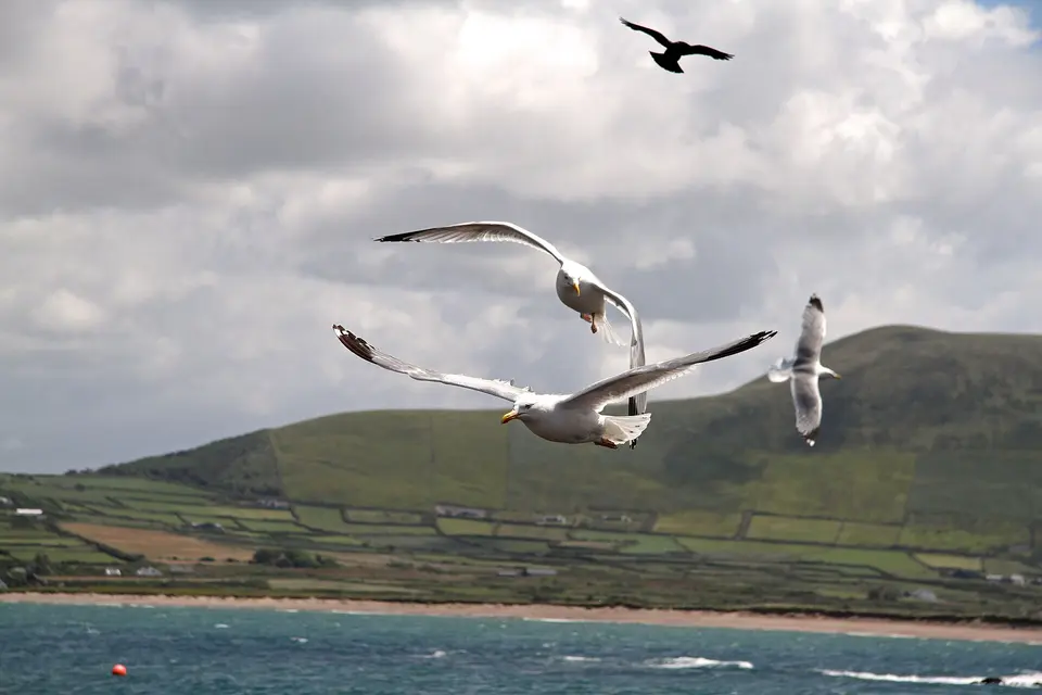Seagulls at Wine Strand