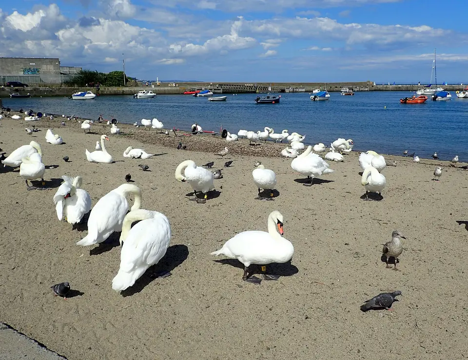 Bray Harbour