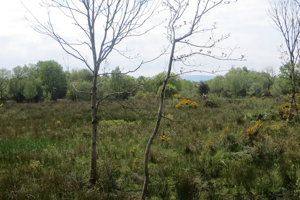 Carrownagreggaun townland