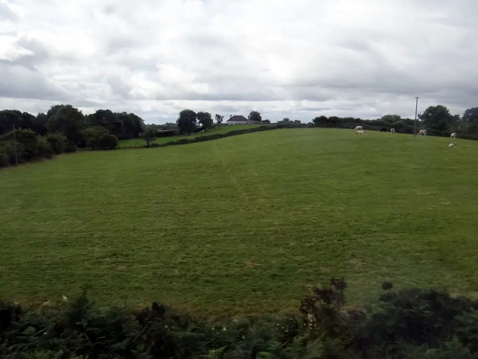 Cattle field and house near Manulla Junction