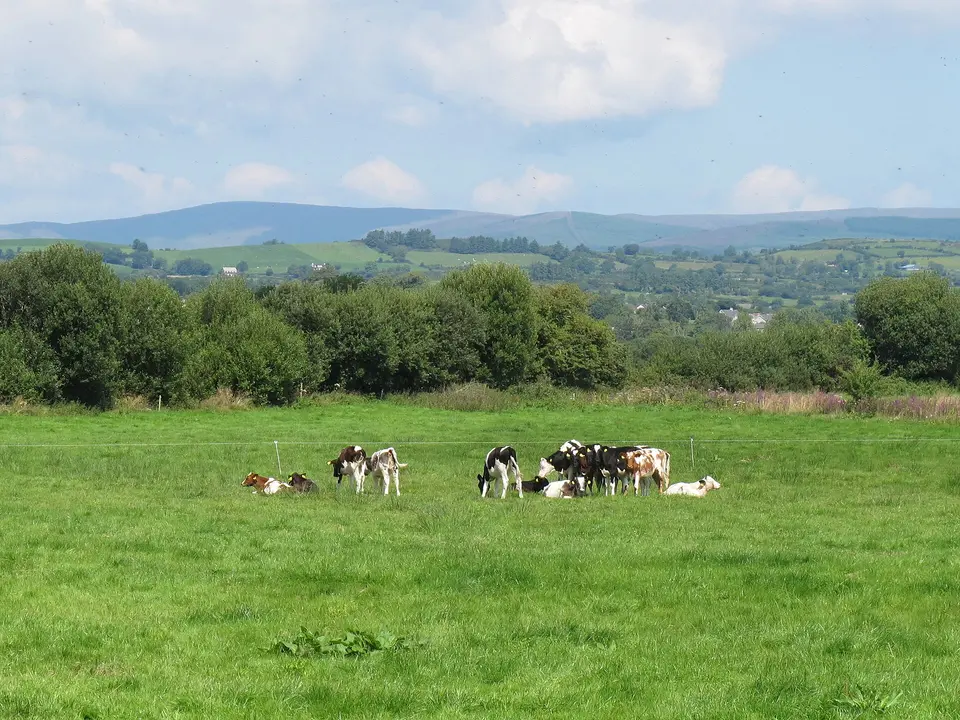 Cattle near Wooden Bridge