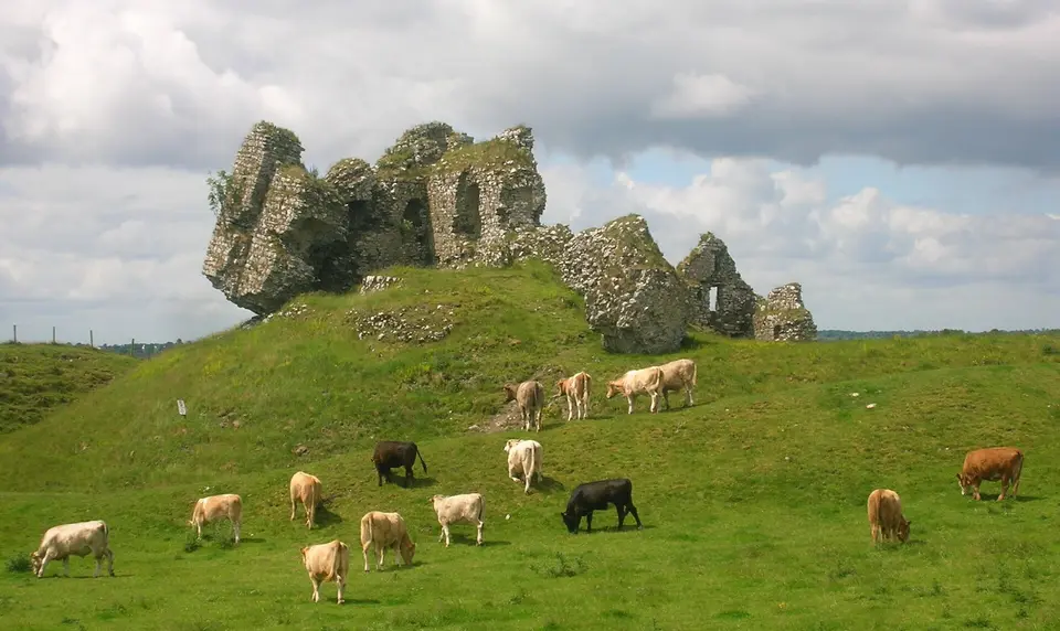 Cows grazing besides the ruins of the Norman castle at Clonmacnoise, County Offaly, Ireland