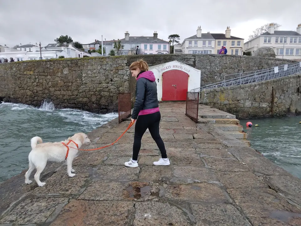 Molly the dog at Colliemore Harbour, off Coliemore Road, Dublin, Ireland