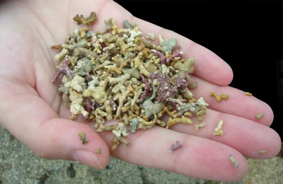 Maerl Fragments, Coral Beach (Trá an Dóilín), Carraroe, County Galway, Ireland