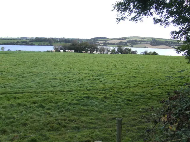 Dairy pasture by the River Lee. The river is expanded into a reservoir by the dam at Carrigadrohid.