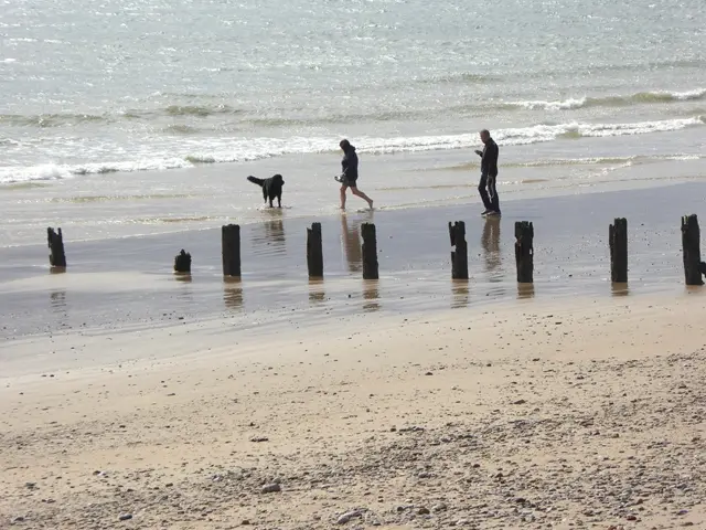 Dog walking on the beach at Youghal