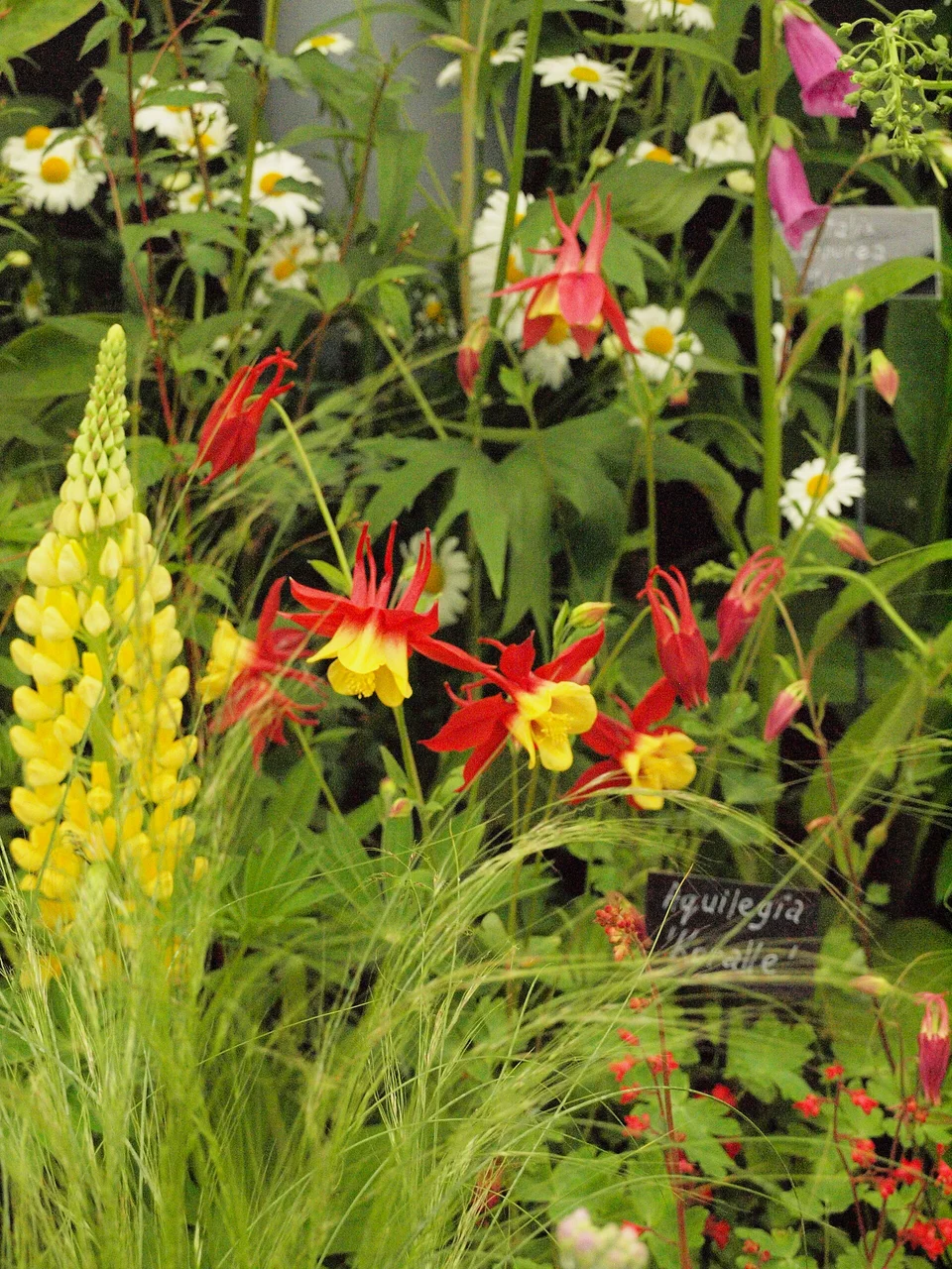 A garden at Bloom in 2017. Archive photograph; show gardens change each year.