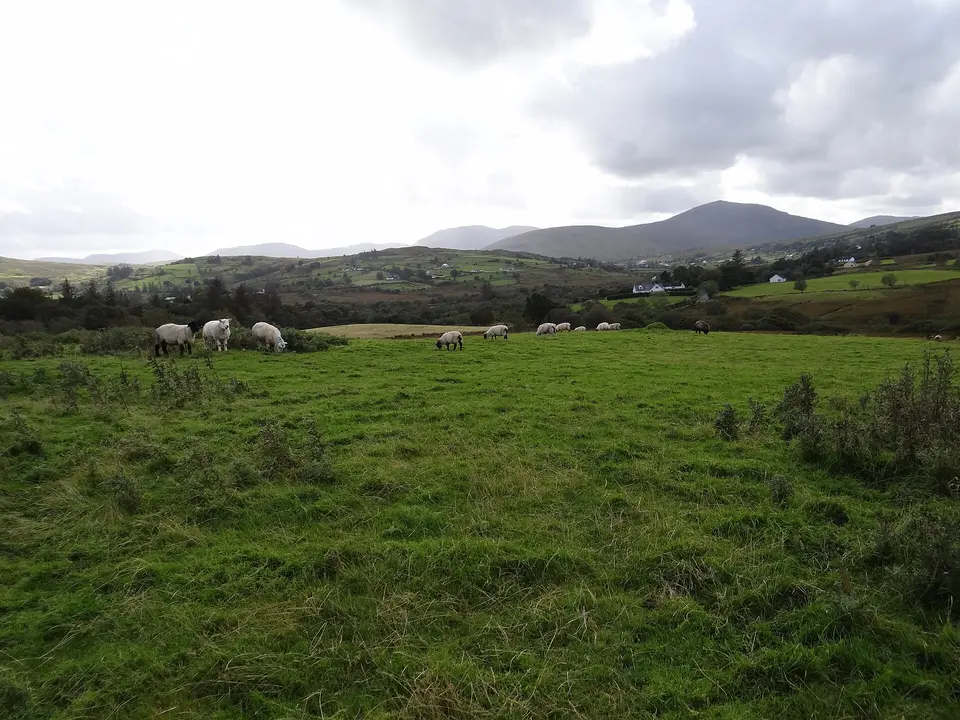 Fields, sheep and hills