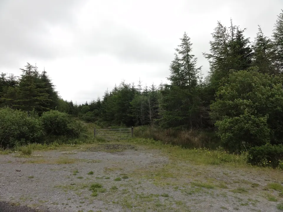 Forest Track