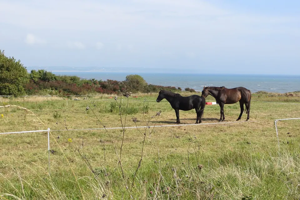 Horses by the sea