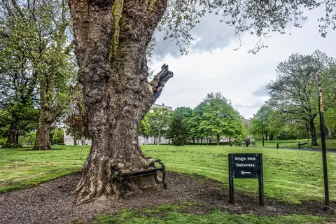 Hungry Tree at King’s Inns, Dublin. A London plane that appears to be consuming a bench.