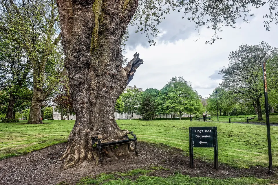 Hungry Tree at King’s Inns, Dublin. A London plane that appears to be consuming a bench.