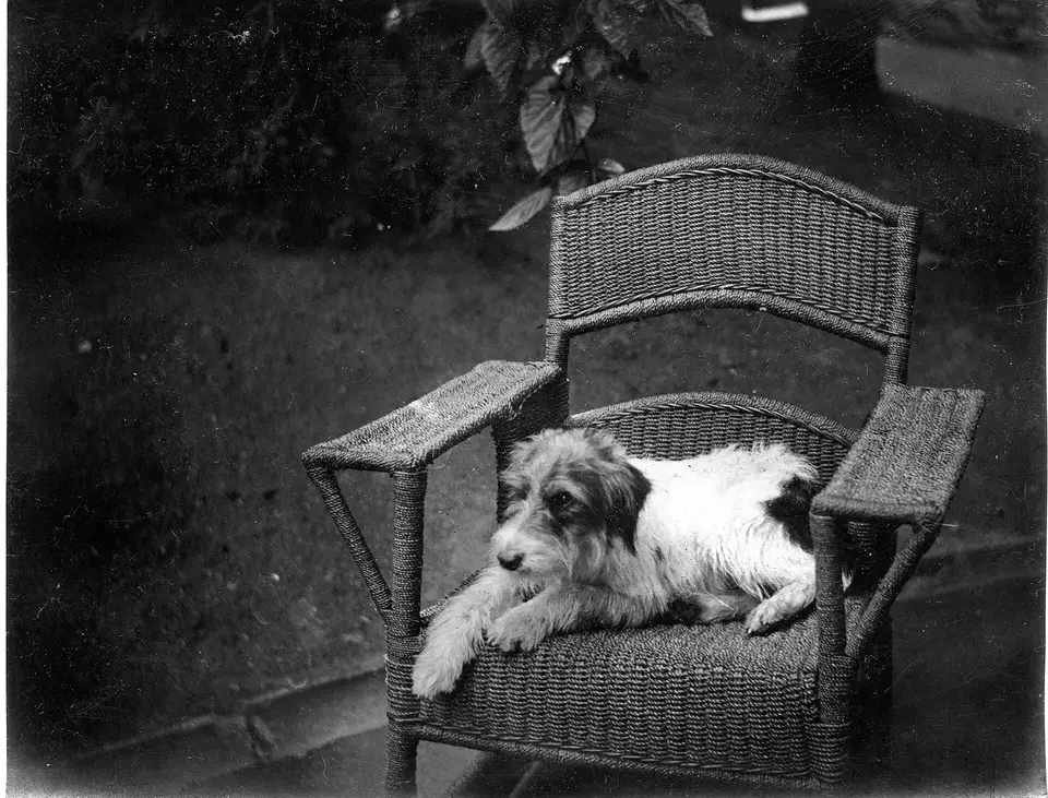 Robert Augustus Henry L'Estrange and his family lived at Kilternan Abbey from 1892 to 1900. Robert at this time was a fruit and vegetable gardener.
