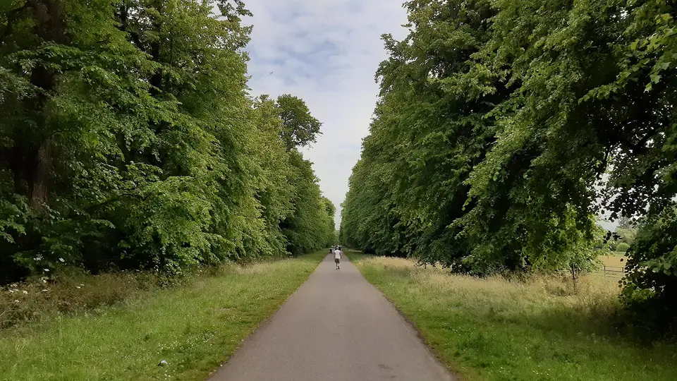 Lime Avenue aka Celbridge Avenue leading to Castletown House, Celbridge, Co Kildare, Ireland