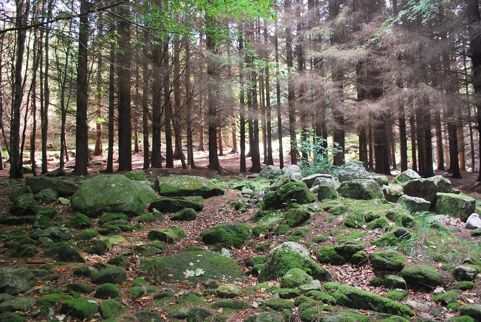 Kilmashogue Wedge Tomb
