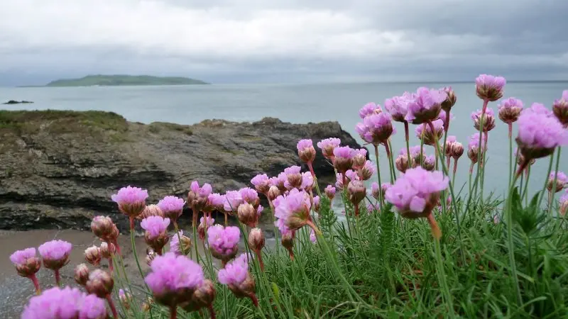 Lambay Island as Seen from the Donabate - Portrane Cliff Walk