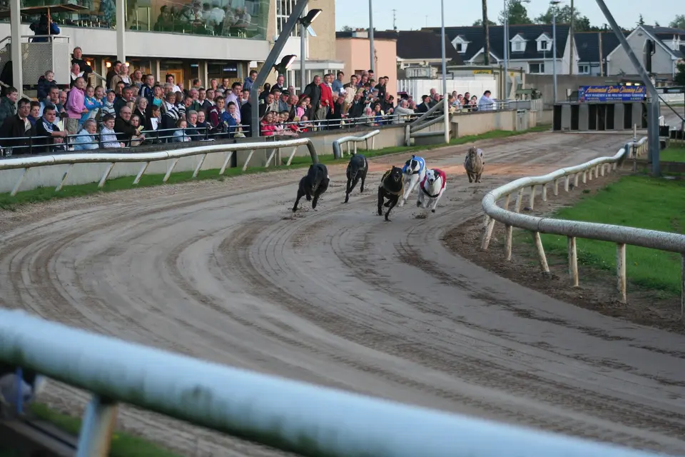 Courses des Levriers Mullingar juillet 2008