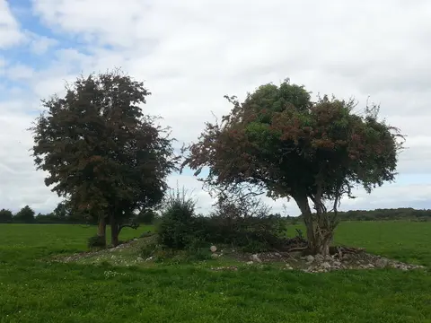 Lismacrory Mounds