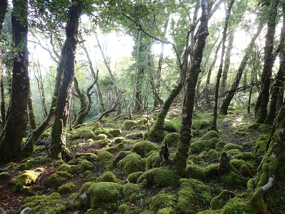 This woodland is birch on the rocky shore at the north end of Lough Mask containing many mature trees