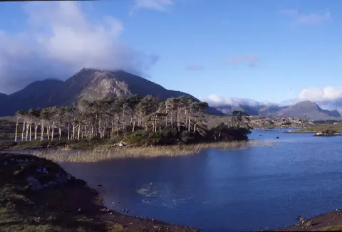 Lough Shindilla and Corcogemore, Connemara. Scots pines on the island are semi-natural. Corgogemore is also known as Leckavrea Mountain.