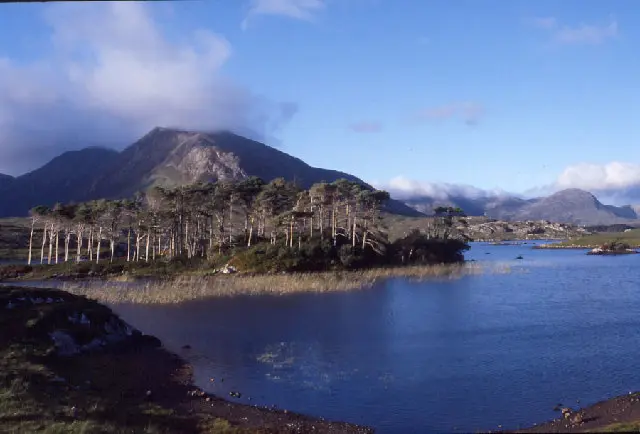 Lough Shindilla and Corcogemore, Connemara. Scots pines on the island are semi-natural. Corgogemore is also known as Leckavrea Mountain.