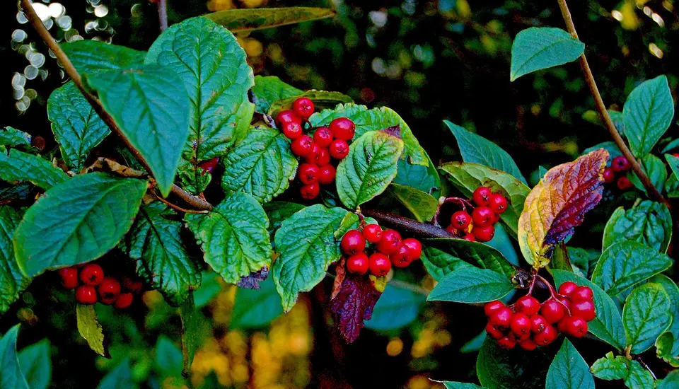 Moycullen - Handcraft Shop - Green Leaves & Red Berries