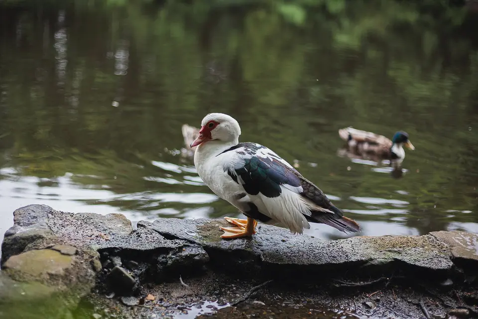 Muscovy Duck at Brittas Lake