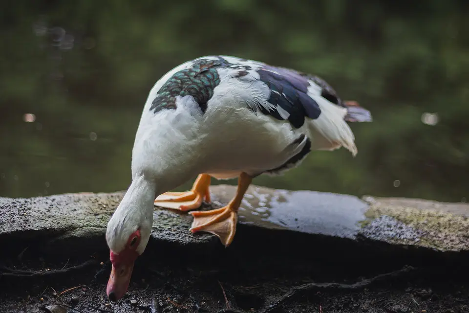 Muscovy Duck at Brittas Lake