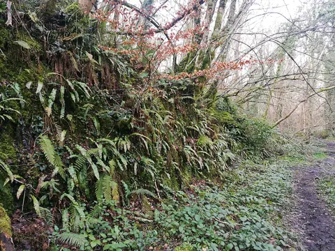 Knocksink woods, steep bank near the stream. Hart's tongue fern growing on bank. Young beech tree with copper leaves. Other ferns and plants.