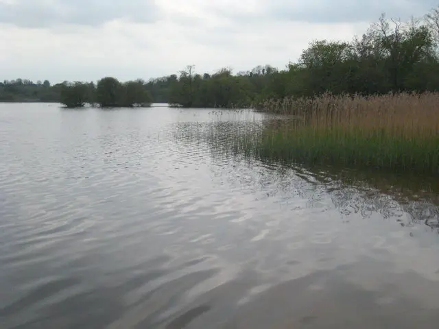 Reed bed on the shore of Annagh Lough