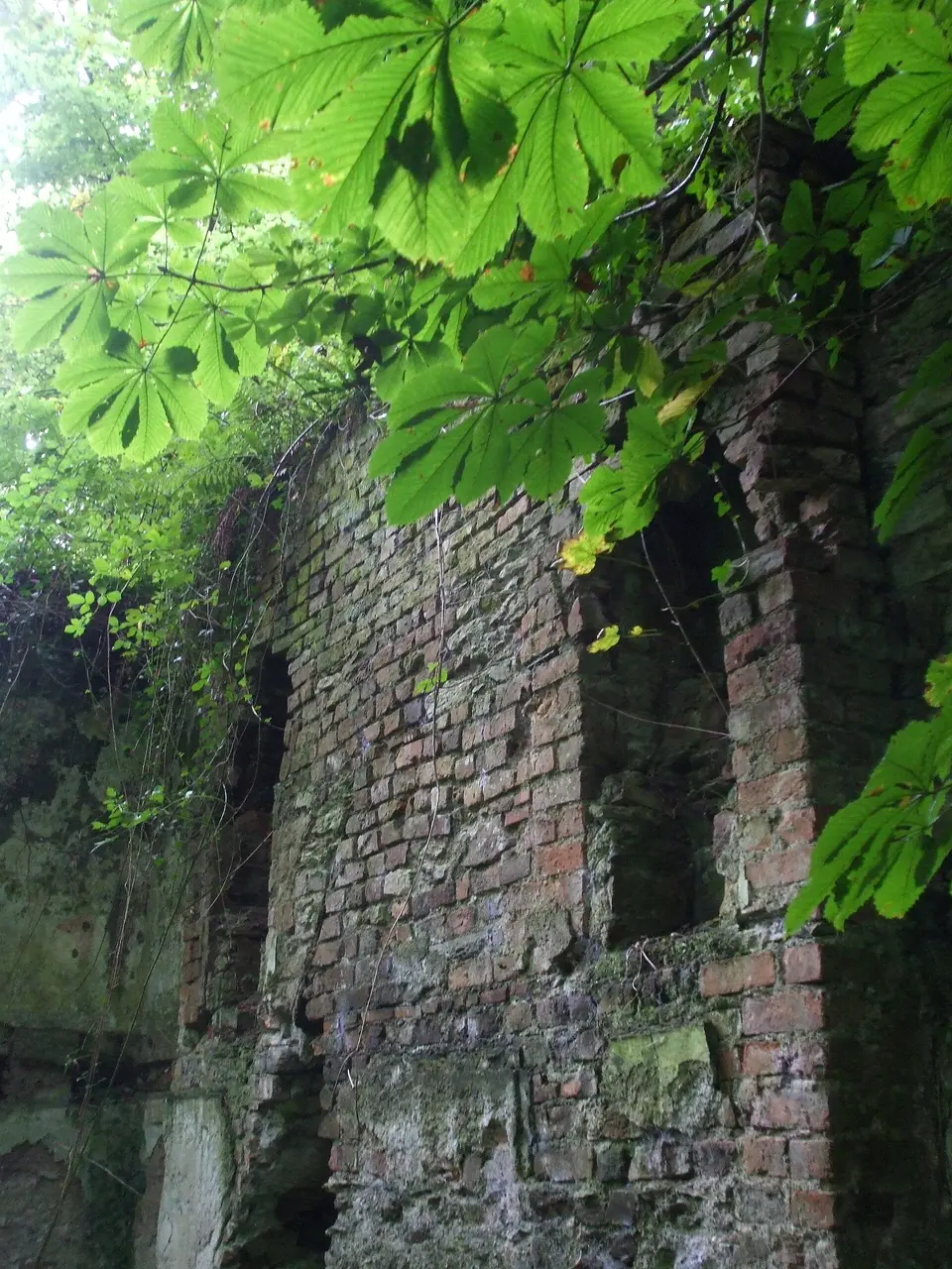 Ruins of Rostellan Castle Walled garden