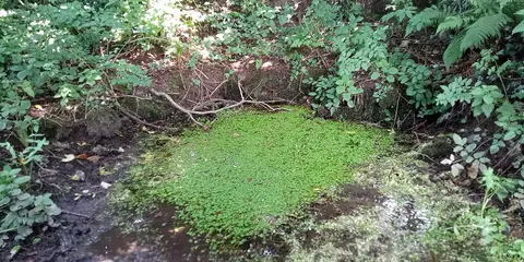 Saint Kieran's Well, overgrown with weeds and neglected. It might have once been stone lined, because poking around with a stick, we could feel hard material under the mud.