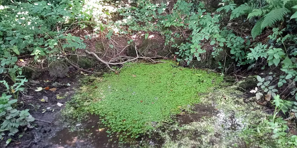 Saint Kieran's Well, overgrown with weeds and neglected. It might have once been stone lined, because poking around with a stick, we could feel hard material under the mud.