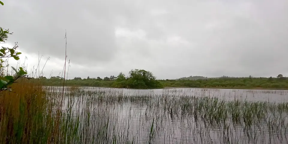 Sallow Island crannog seen from the Eastern shore of the lake (with wellies on). The lake is very shallow, but silted up.