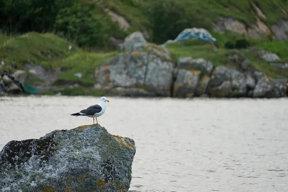 Seagull on Rock