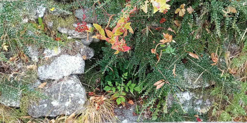 site of a holy well below St Mochoemog's Church, according to the sacristan's husband