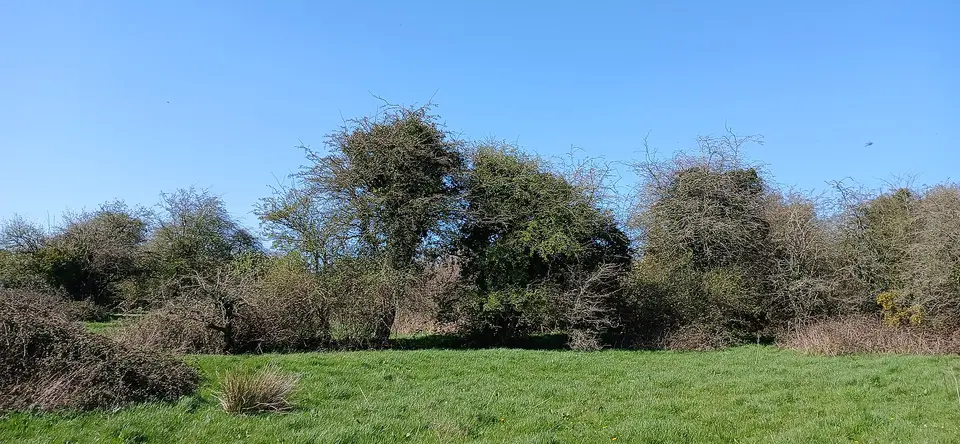 Site of Kilmadum Church and Graveyard behind the tree line