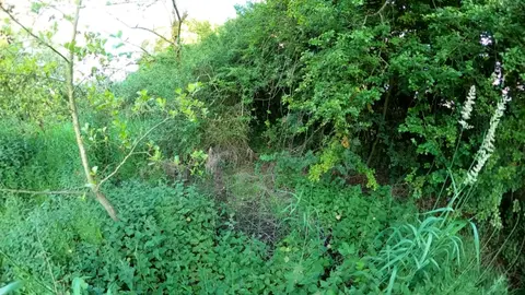St catherine's Well site