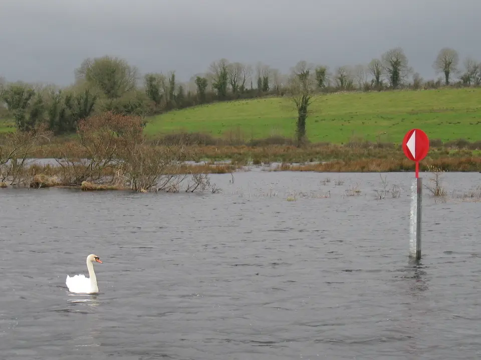 Swan on the Shannon River near Carrick-on-Shannon, Ireland