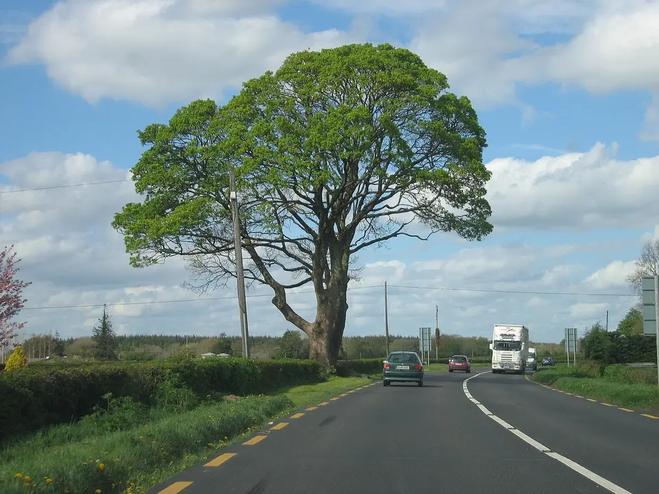 Sycamore on the N8, near to Raheen, Ballyruin and Corbally, County Laois, Ireland. Still the main Dublin–Cork road between Portlaoise and Abbeyleix. Soon to be bypassed by the M8.