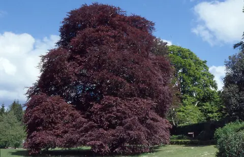 The Autograph Tree (a purple-leaved beech) in the walled garden at Coole Park, Co. Galway. The tree has initials carved into the trunk, including for example George Bernard Shaw.