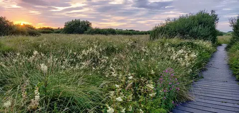This is an image of Fenor Bog in Co Waterford, Ireland at sunset in summer. The image includes the boardwalk which tracks through the variety of the habitats present on the fen.