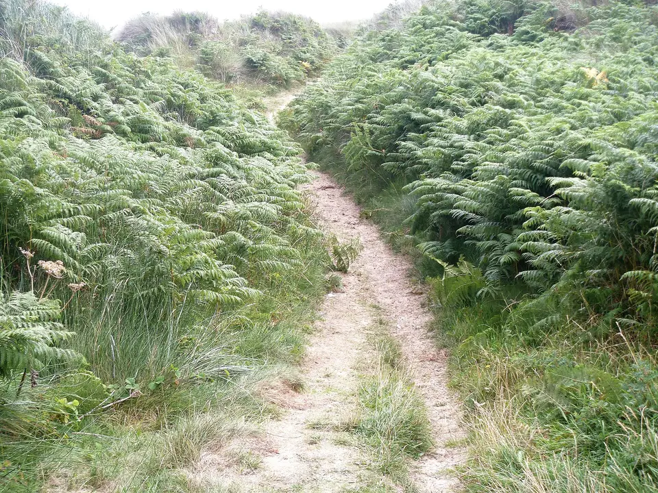 The way to the beach