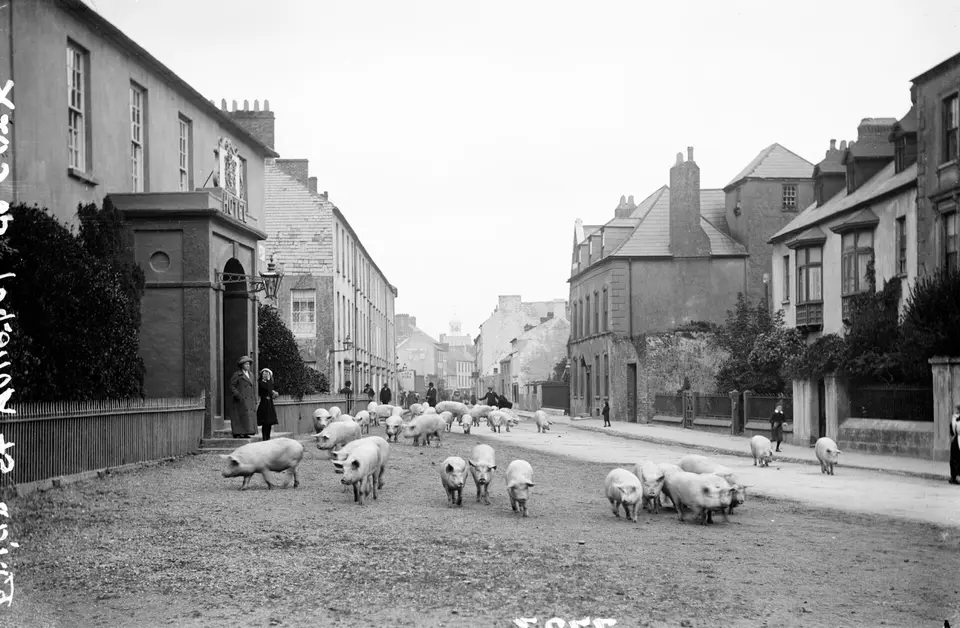 A fine display of pig herding skills on Friar Street in Youghal, Co. Cork. Date: Circa 1900?? NLI Ref.: L_CAB_07723
